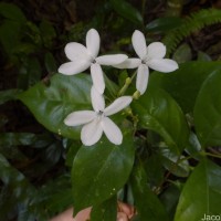 Pseuderanthemum latifolium (Vahl) B.Hansen